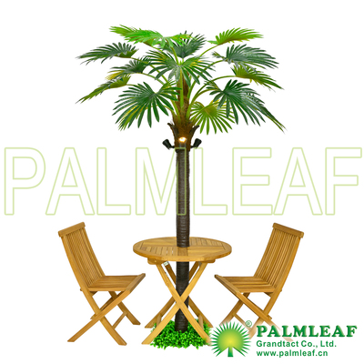 扇葵树配桌 Palm Tree for Table